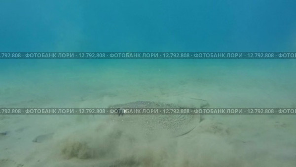Скат хвостокол (Taeniura meyeni) на песчаном дне, Красное море, бухта Абу-Дабаб, Египет. Стоковое видео, видеограф Некрасов Андрей / Фотобанк Лори