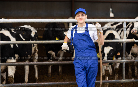 Skilled positive young male farmworker standing with rake while near stalls with cows in cowshed. Стоковое фото, фотограф Яков Филимонов / Фотобанк Лори