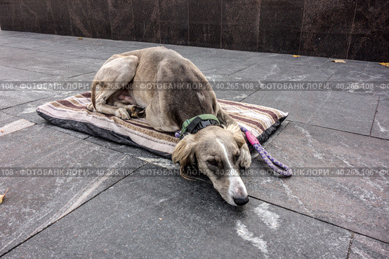 Skinny dog ​​abandoned on the street lies on a mat (2019 год). Стоковое фото, фотограф Iva Noel / Фотобанк Лори