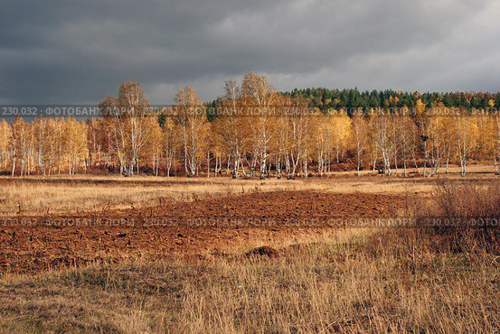 Скоро грянет буря. Березы освещенные солнцем на фоне туч. Стоковое фото, фотограф Александр Щепин / Фотобанк Лори