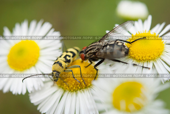 Скрипун мраморный (Saperda scalaris) и муха. Стоковое фото, фотограф Красилов Игорь / Фотобанк Лори