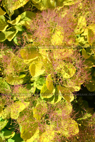 Скумпия кожевенная сорта Голден Спирит (Cotinus coggygria Scop. Golden Spirit). Фон. Стоковое фото, фотограф Ирина Борсученко / Фотобанк Лори