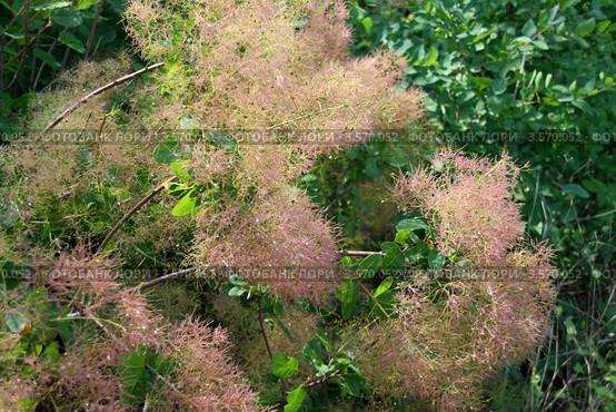 Скумпия обыкновенная (Cotinus coggigria) цветет. Розовые соцветия. Стоковое фото, фотограф Щеголева Ольга / Фотобанк Лори