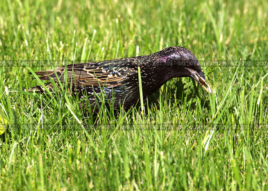 Скворец обыкновенный (Sturnus vulgaris) ловит козявок в весенней траве. Стоковое фото, фотограф Александр Савушкин / Фотобанк Лори