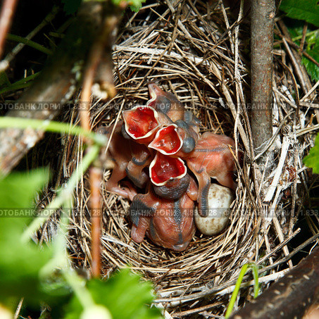 Славка садовая, Garden Warbler, Sylvia borin. Стоковое фото, фотограф Василий Вишневский / Фотобанк Лори