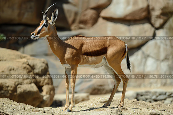 Slender horned gazelle standing proudly on rocky hill. Стоковое AI-изображение, AI-художник Иван Рябоконь / Фотобанк Лори