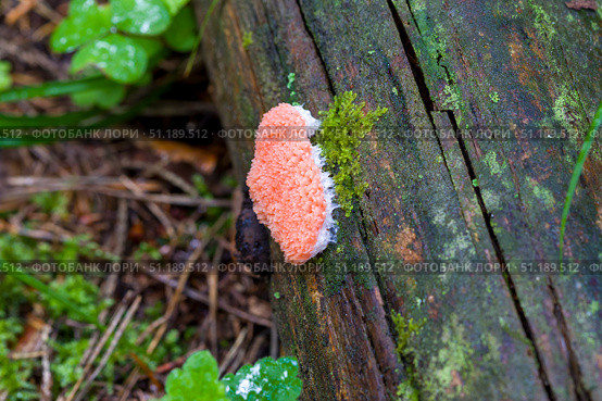 Слизевик тибуфера ржавая (Tubifera ferruginosa) Стоковое фото, фотограф Ирина Яровая / Фотобанк Лори