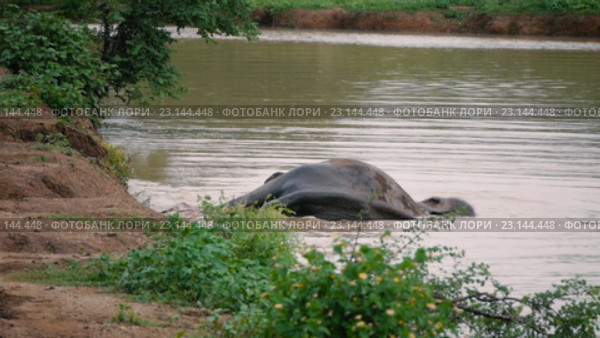 Слон валяется в воде в Шри-Ланке. Стоковое видео, видеограф Павел Котельников / Фотобанк Лори