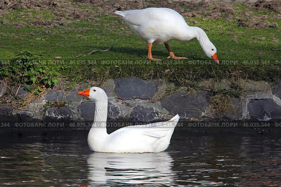Словацкий белый гусь (Slovak White goose) Стоковое фото, фотограф Александр Тарасенков / Фотобанк Лори