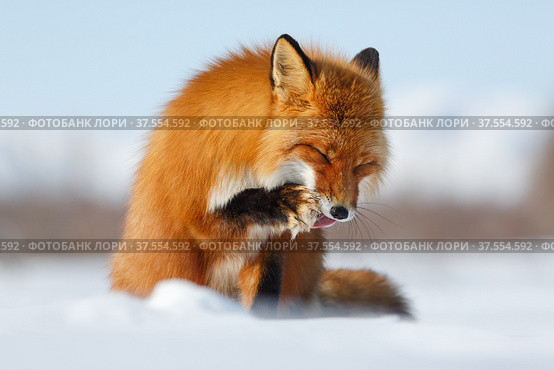 Sly Fox. Red fox (Vulpes) licks tongue paw. The photo was taken during the winter season in the Arctic in the tundra in the wild. Wildlife of Chukotka, Russia. Стоковое фото, фотограф Андрей Степанов / Фотобанк Лори