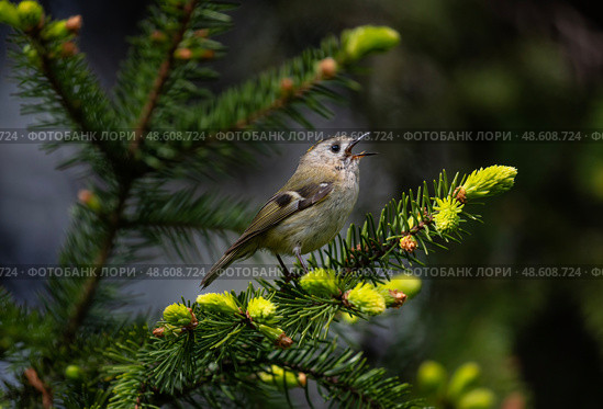Small bird goldcrest sitting on branches of coniferous spruce tree and singing. Стоковое фото, фотограф Бачкова Наталья / Фотобанк Лори