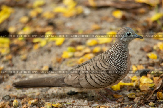 small bird living in the nature, common bird around the home. Стоковое фото, агентство Ingram Publishing / Фотобанк Лори