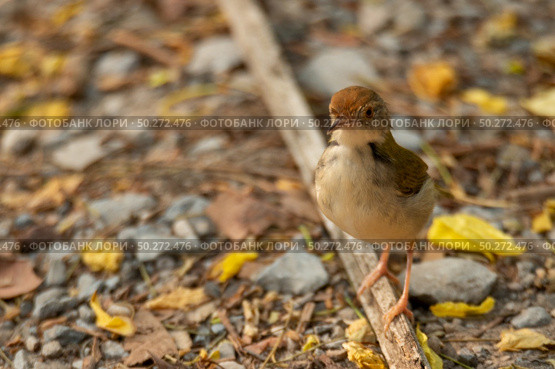 small bird living in the nature, common bird around the home. Стоковое фото, агентство Ingram Publishing / Фотобанк Лори