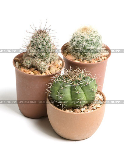 small cactus isolated on white background. Стоковое фото, агентство Ingram Publishing / Фотобанк Лори