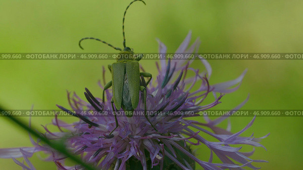 Small flowers on which dragonflies and a grasshopper sit and wiggle their whiskers and the sun shines on them. Стоковая иллюстрация, иллюстратор David Kashakhi / Фотобанк Лори