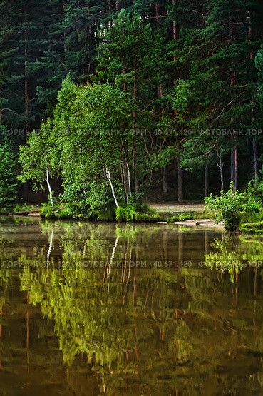 Small lake in the forest with reflection and wild water lily, Norway. Стоковое фото, фотограф Анна Кривицкая / Фотобанк Лори