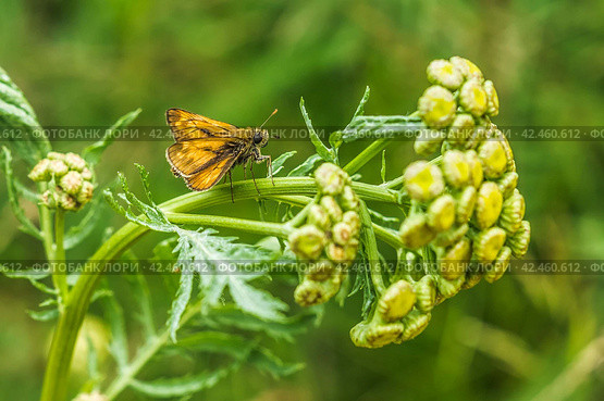 Small orange skipper butterfly sitting on plant. Ochlodes venatus feeding on a flower. Стоковое фото, фотограф Константин Григорьев / Фотобанк Лори