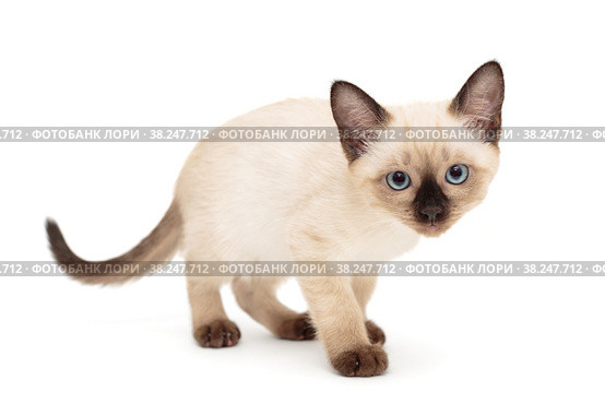 Small Siamese kitten stands. Стоковое фото, фотограф Okssi / Фотобанк Лори