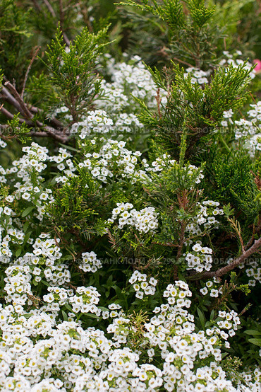 Small white alyssum flowers growing in a green thuja. Стоковое фото, фотограф Светлана Высокос / Фотобанк Лори