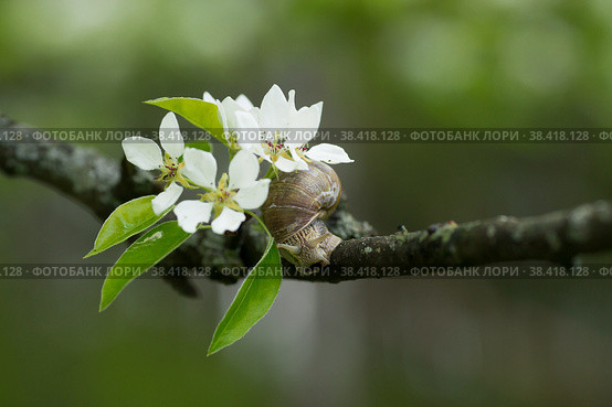 Snail Muller glides on a flowering branch of a pear. Large white mollusk snails with a brown striped shell crawling over vegetables and greens. Pest in the farmer's garden. Стоковое фото, фотограф Photojuli / Фотобанк Лори