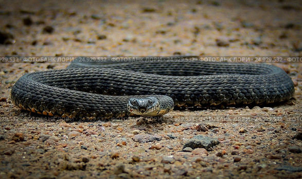 Snake on the hunt. Стоковое фото, фотограф Роман Румянцев / Фотобанк Лори