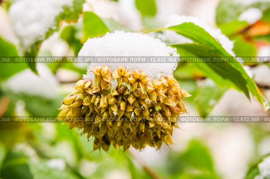 Снег на плодах Пузыреплодника калинолистного (Physocarpus opulifolius) Стоковое фото, фотограф Алёшина Оксана / Фотобанк Лори