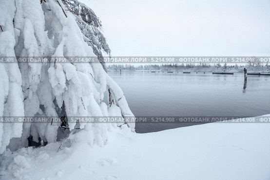 Снежные еловые лапы на берегу озера. Стоковое фото, фотограф Кекяляйнен Андрей / Фотобанк Лори