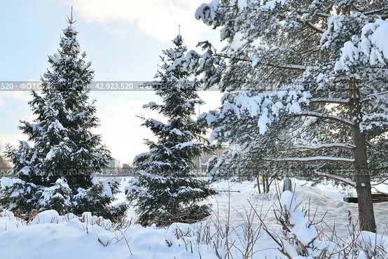 Snow-covered City Park in a winter park in Moscow, Russia. Стоковое фото, фотограф Володина Ольга / Фотобанк Лори