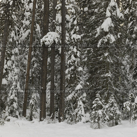 Snow covered trees in winter, Emerald Lake, Yoho National Park, British Columbia, Canada. Стоковое фото, агентство Ingram Publishing / Фотобанк Лори