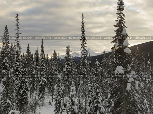 Snow covered trees with mountains in winter, Emerald Lake, Yoho National Park, British Columbia, Canada. Стоковое фото, агентство Ingram Publishing / Фотобанк Лори