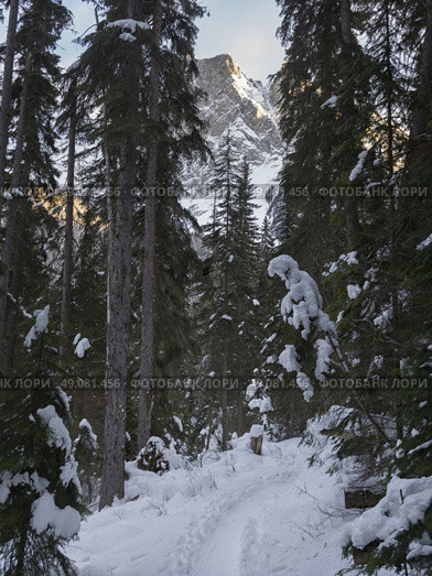 Snow covered trees with pathway in winter, Emerald Lake, Yoho National Park, British Columbia, Canada. Стоковое фото, агентство Ingram Publishing / Фотобанк Лори