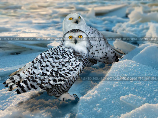 Snowy Owl (Bubo scandiacus) at ice area. Стоковое фото, агентство Ingram Publishing / Фотобанк Лори