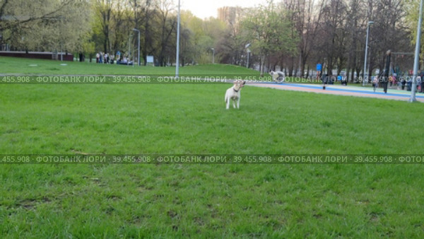 Собака бегает за мячом по полянке в городском парке. Пёс породы лабрадор ретривер палевого окраса играет на поляне весенним теплым днем. Тренировка и дрессировка домашних животных крупных пород. Команда Апорт. A dog runs after a ball in a clearing in a city park. A dog of the Labrador retriever breed of fawn color plays in a clearing on a warm spring day. Training and training of large breeds of pets. The Apport command. Стоковое видео, видеограф Ирина / Фотобанк Лори