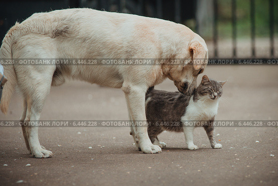 Собака нюхает кошку. Стоковое фото, фотограф Виктор Водолазький / Фотобанк Лори