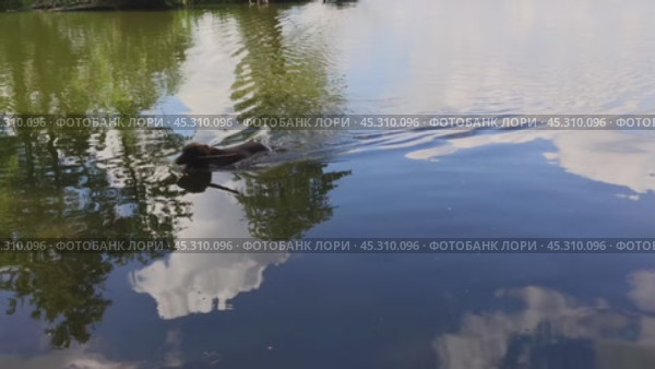 Собака охотничьей породы ирландский сеттер плывет с палкой в зубах и выходит из воды на берег озера. Окрас шерсти коричневый, шоколадный. Стоковое видео, видеограф Галина Миронова / Фотобанк Лори