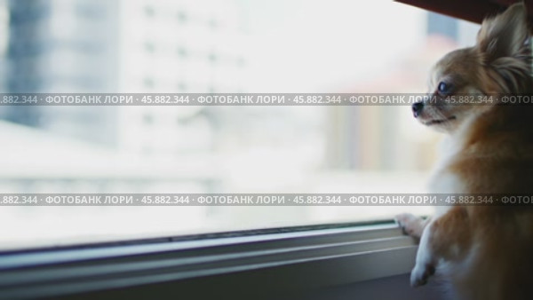 Собака смотрит в окно и наблюдает за происходящим на улице. Стоковое AI-видео, аниматор Сергей Никифоров-Гордеев / Фотобанк Лори