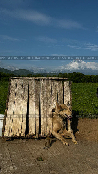 Собаки севера ездовые собаки. Стоковое фото, фотограф Алия Мокрая / Фотобанк Лори