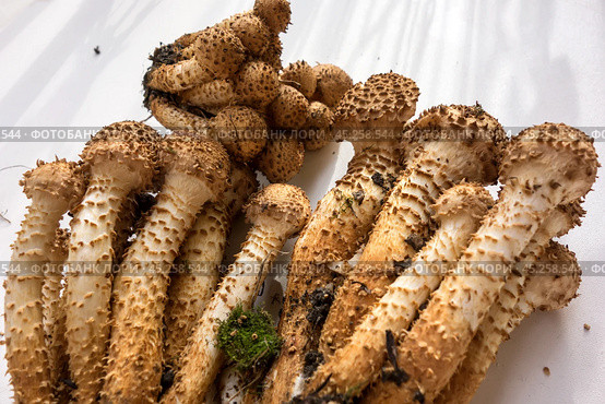Собранные осенние опята на белом фоне с тенями. Королевский опёнок./ Collected autumn honey mushrooms on a white background with shadows. Royal honey fungus. Стоковое фото, фотограф Iva Noel / Фотобанк Лори