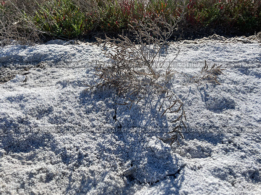 Солерос солончаковый (Salicornia perennans), отмершее однолетнее растение на покрытом белыми кристаллами соли дне озера Чокрак, солончак. Республика Крым, Ленинский район, окрестности села Курортное. Редакционное фото, фотограф Щеголева Ольга / Фотобанк Лори