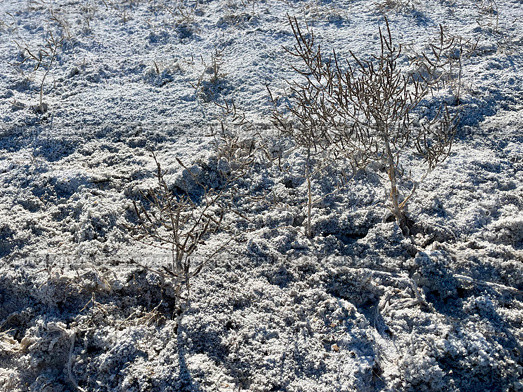 Солерос солончаковый (Salicornia perennans), отмершие однолетние растения, солончак, дно озера Чокрак. Республика Крым, Ленинский район, окрестности села Курортное. Редакционное фото, фотограф Щеголева Ольга / Фотобанк Лори