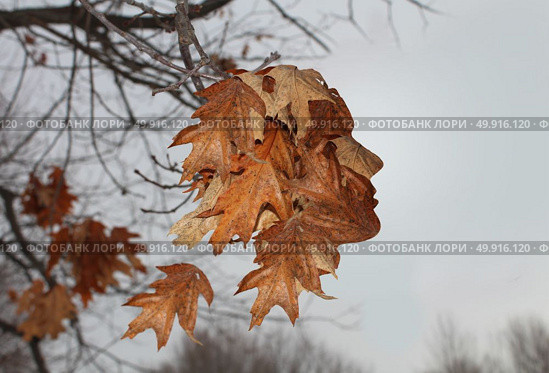 Sorrow and solitude concept as a group of old weathered leaves in autumn shaped as a human head as a sadness symbol in a 3D illustration style. Стоковое фото, агентство Ingram Publishing / Фотобанк Лори