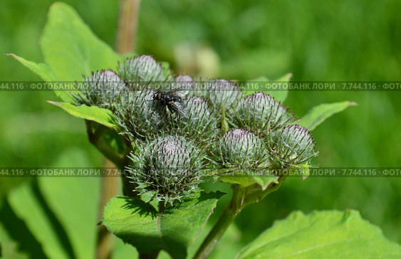 Соцветие лопуха войлочного или паутинистого (лат. Arctium tomentosum) Стоковое фото, фотограф lana1501 / Фотобанк Лори