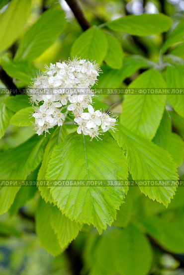 Соцветие рябины ольхолистной (Sorbus alnifolia (Siebold & Zucc.) K. Koch). Стоковое фото, фотограф Ирина Борсученко / Фотобанк Лори