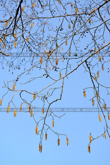 Соцветия черной ольхи (Alnus glutinosa (L.) Gaertn.) на фоне неба. Весна. Стоковое фото, фотограф Ирина Борсученко / Фотобанк Лори