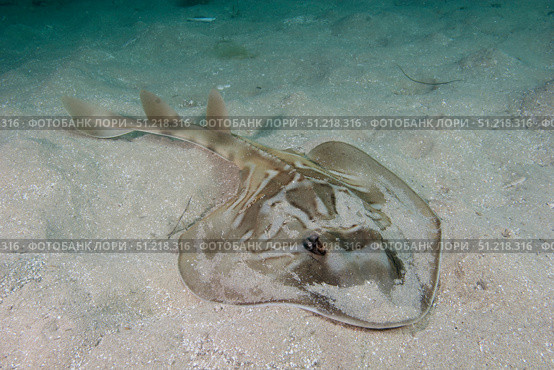 Southern fiddler ray on sandy sea bed, Blairgowrie, Australia. VW Pics/Stocktrek Images/TASS. Стоковое фото, агентство ТАСС / Фотобанк Лори