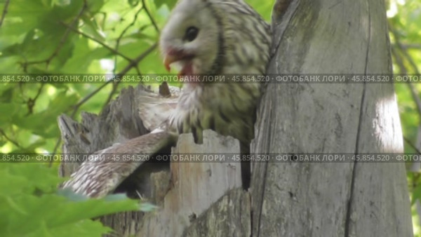 Сова длиннохвостая неясыть Strix uralensis кормит своих птенцов. Стоковое видео, видеограф Александр Мамонтов / Фотобанк Лори