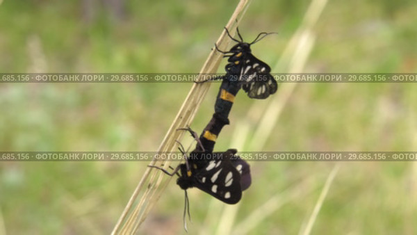 Совокупление бабочек Лжепестрянки обыкновенной (Amata phegea). Copulating of yellow belted burnet (Amata phegea). Стоковое видео, видеограф Евгений Романов / Фотобанк Лори