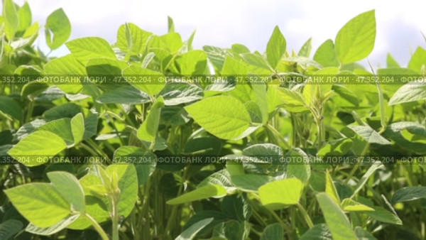 Soybean crops during the period of active growth. Soy growing in the field. Soybean shakes wind. Agribusiness. Стоковое видео, видеограф Ольга Сейфутдинова / Фотобанк Лори