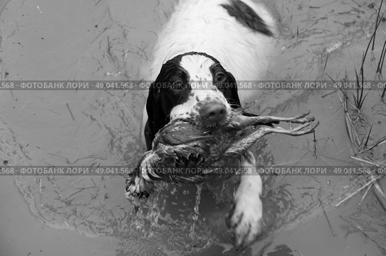 Spaniel retrieving partridge from water in black and white . Стоковое фото, агентство Ingram Publishing / Фотобанк Лори