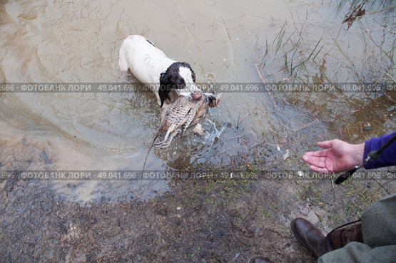 Spaniel retrieving pheasant from water. Стоковое фото, агентство Ingram Publishing / Фотобанк Лори